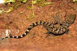 armys-bent-toed-gecko-a-new-lizard-species-from-meghalaya-named-in-honor-of-indian-army