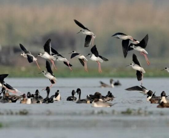 असम: काजीरंगा बन गया वैश्विक पक्षी स्थल, 100 से अधिक प्रवासी प्रजातियाँ देखी गईं