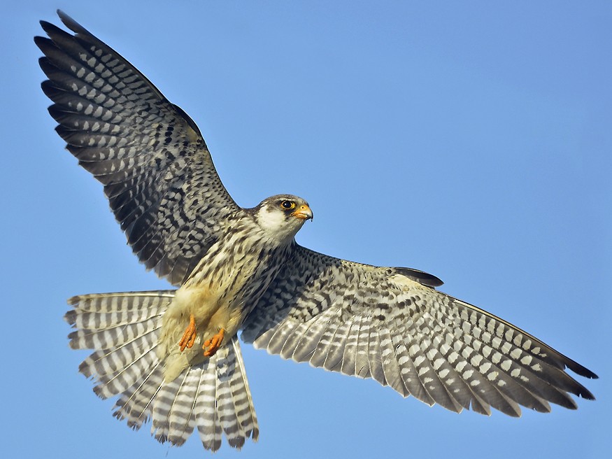 Jatinga Bird
