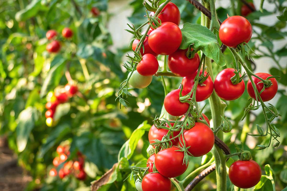 Tomato