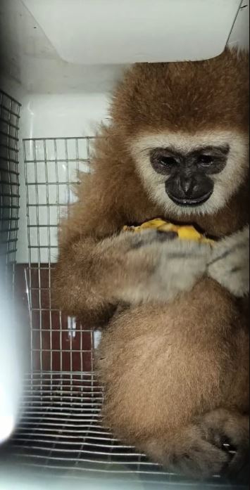 monkey