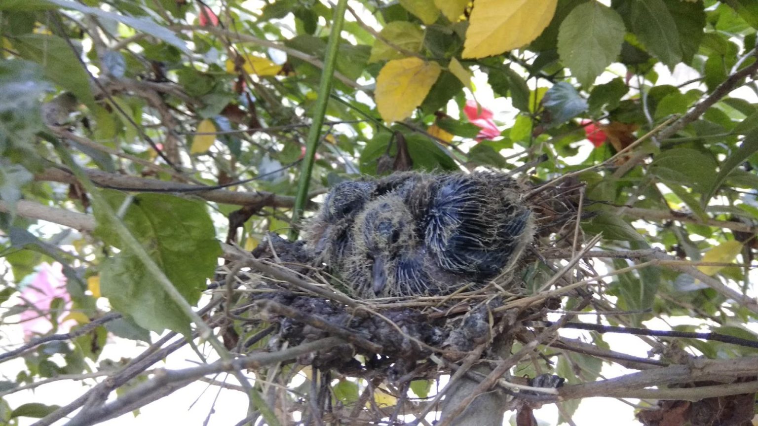 nest