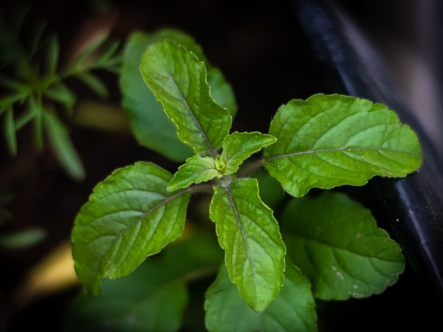 tulsi