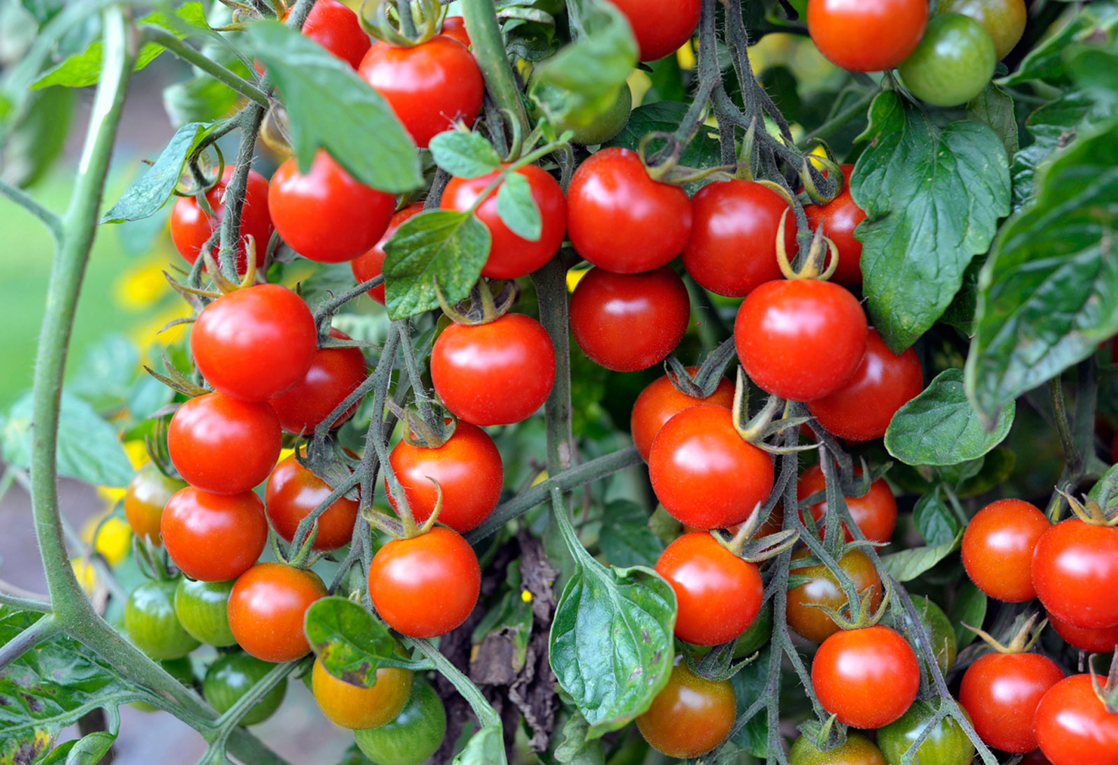tomatos