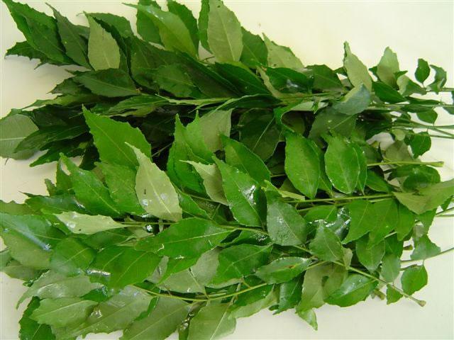curry leaf