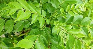 curry leave