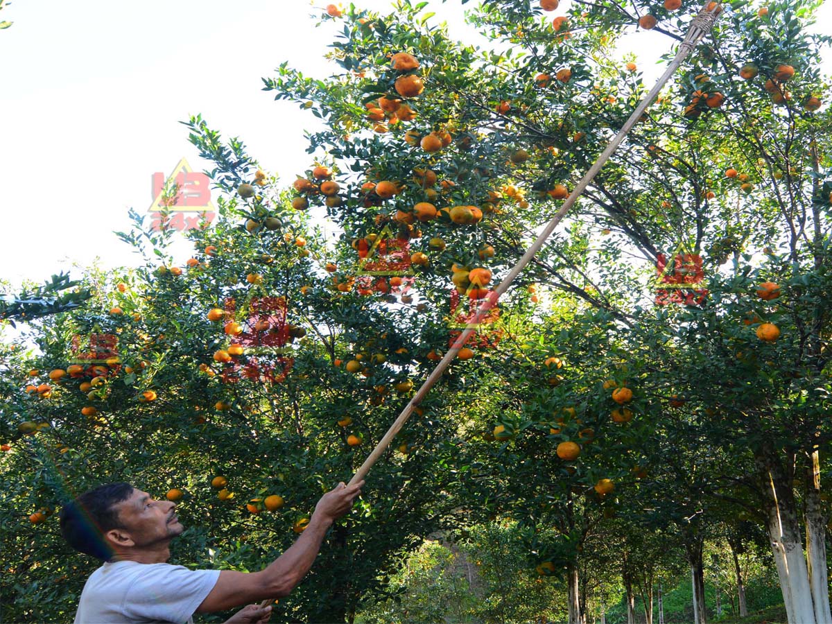 Orange Meghalaya