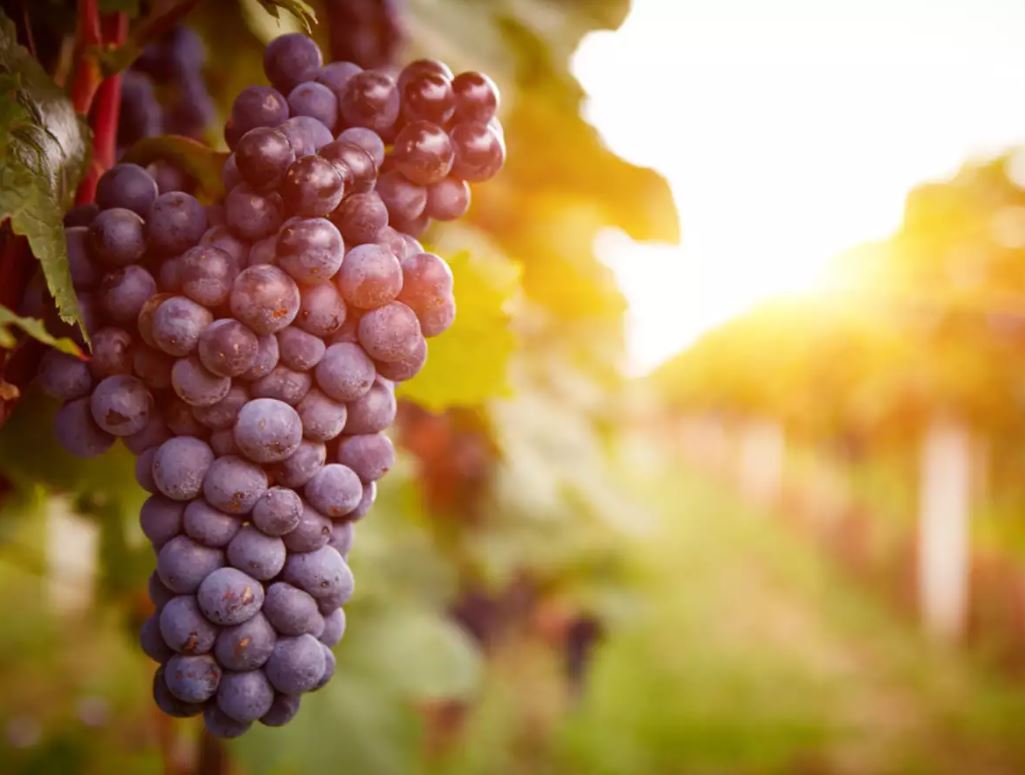 grapes