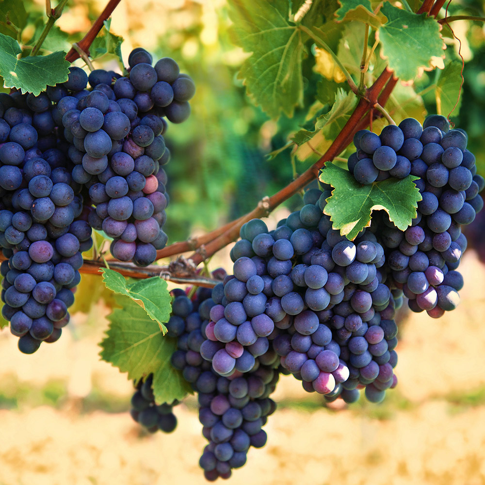 grapes 