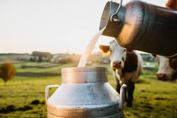 milk
