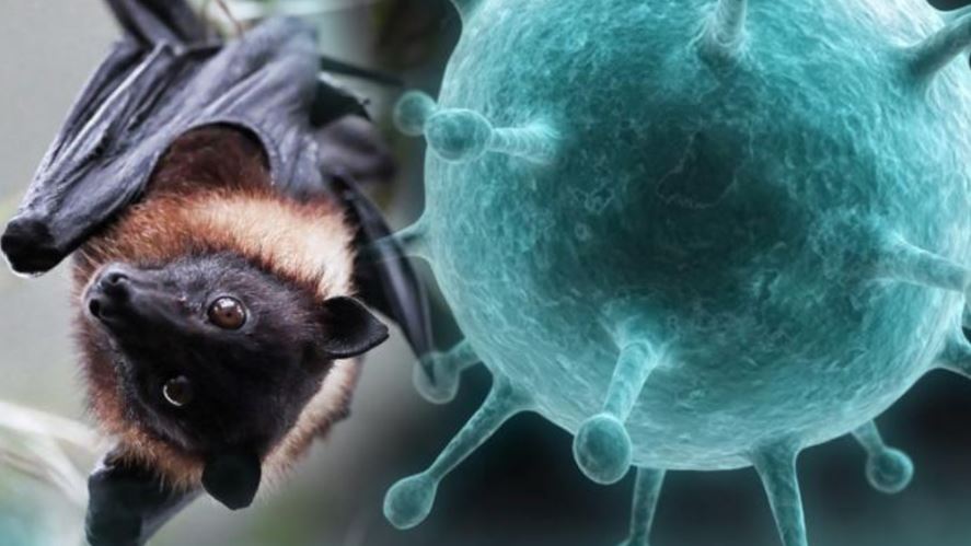 nipah