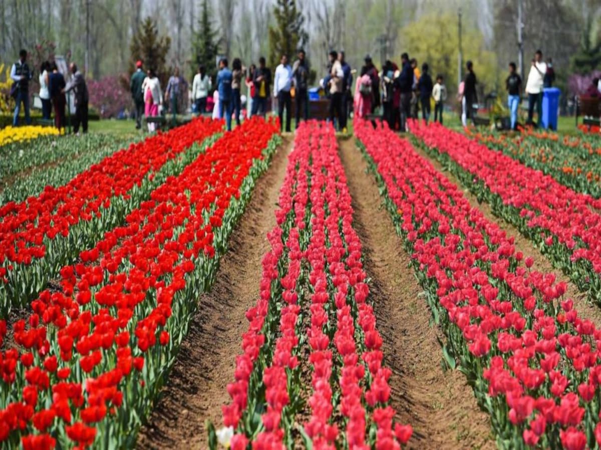 tulip