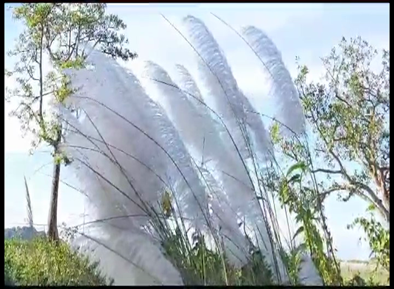kahua