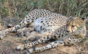 कूनो में चीता ‘गामिनी’ ने दिए तीन शावकों को जन्म, भारत में कुल संख्या बढ़कर 38