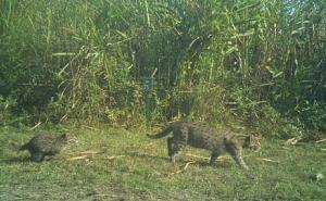Kaziranga Emerges as Key Refuge for Fishing Cats, Study Finds Thriving Population