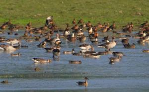 Assam: Over 1.05 lakh waterbirds recorded in 7th Kaziranga Waterbird Count
