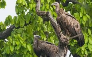 Over 700 Vultures Dead Since 2018; Experts Raise Alarm Over Carbofuran Use in Assam