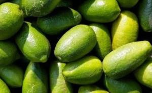 India Exports GI-Tagged Limes to UK, Boosting Global Recognition of Local Produce