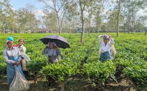 Land Rights Push Before Polls: Assam Grants Pattas to Tea Workers