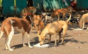Rabies Confirmed After Mass Dog Bite Incident in Assam Town