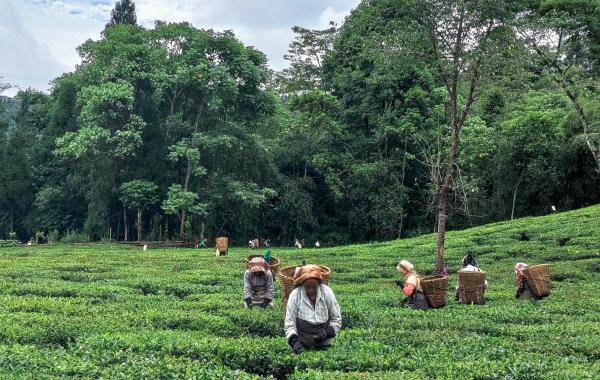 Bandhu Tirkey Slams Assam CM Over Neglect of Tea Workers