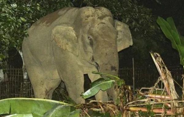 Two killed in elephant attack at tea estate in Assam’s Tinsukia