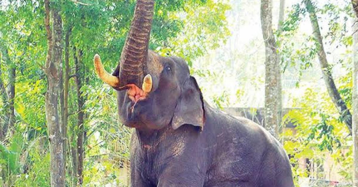 বন্যহস্তীৰ আক্ৰমণ: নিহত মহিলা