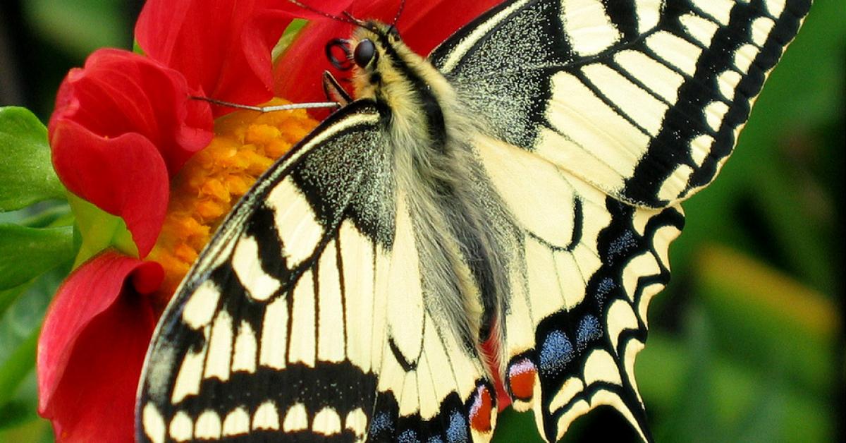  নাচনী পখিলা