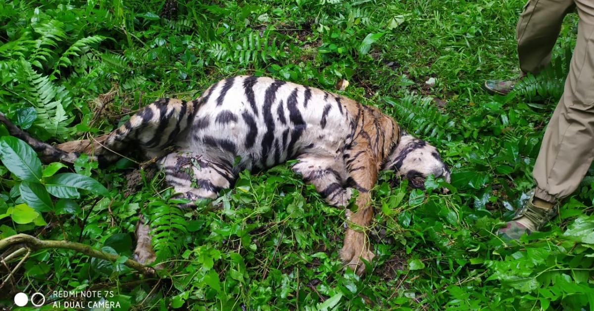 কাজিৰঙা ৰাষ্ট্ৰীয় উদ্যানত বাঘৰ মৃতদেহ উদ্ধাৰ 