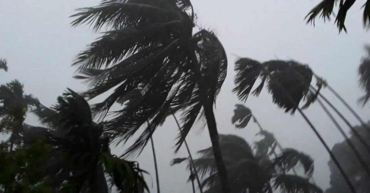 ৰাজপথত উভালি পৰিল প্ৰকাণ্ড গছ