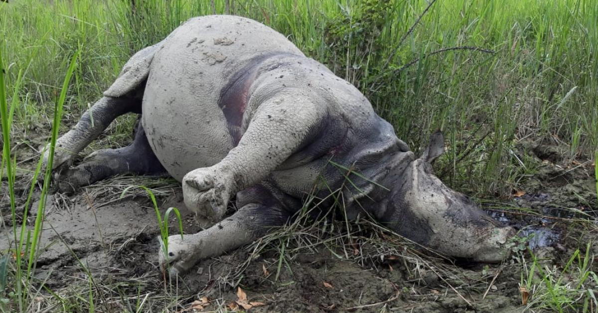 চোৰাংচিকাৰীৰ সন্ধানত বনকৰ্মীৰ অভিযান
