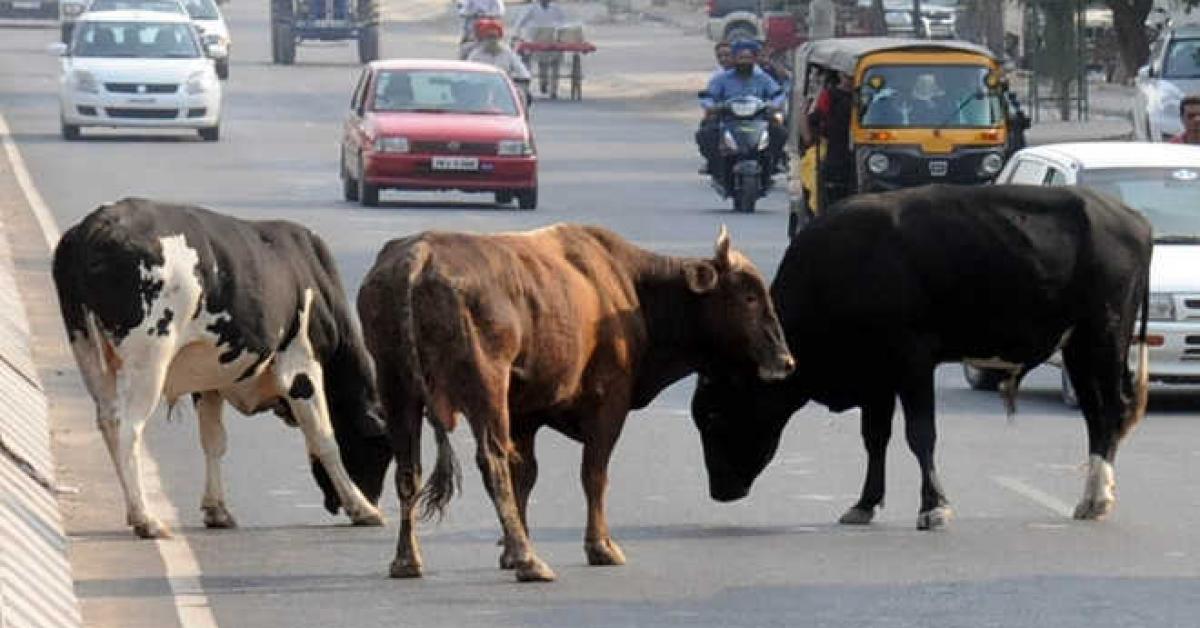 ৰাজপথত গৰু ছাগলী এৰাল দিয়াৰ আগত এতিয়াৰে পৰা সাৱধান। আপুনি ভৰিব লাগিব জৰিমনা