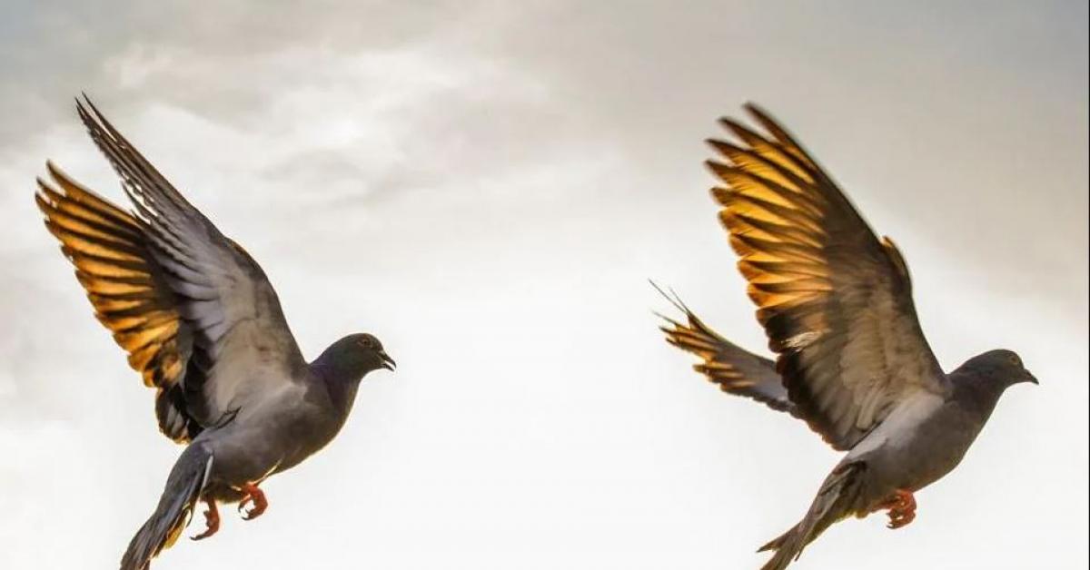 Jatinga Bird