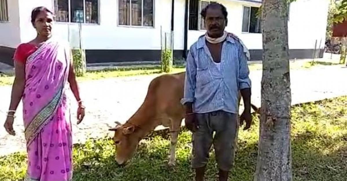 Cow Ear Cutting