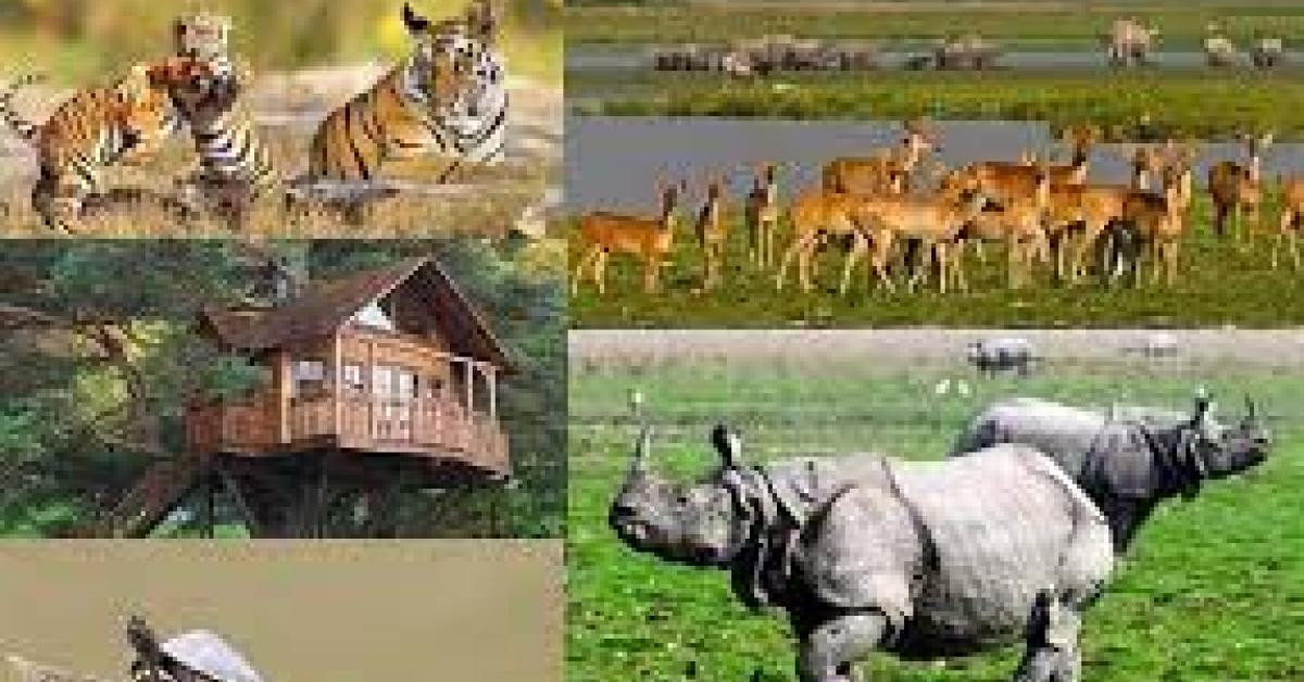 ১ অক্টোবৰৰ পৰা পৰ্যটকৰ বাবে মুকলি হ’ল কাজিৰঙা ৰাষ্ট্ৰীয় উদ্যান