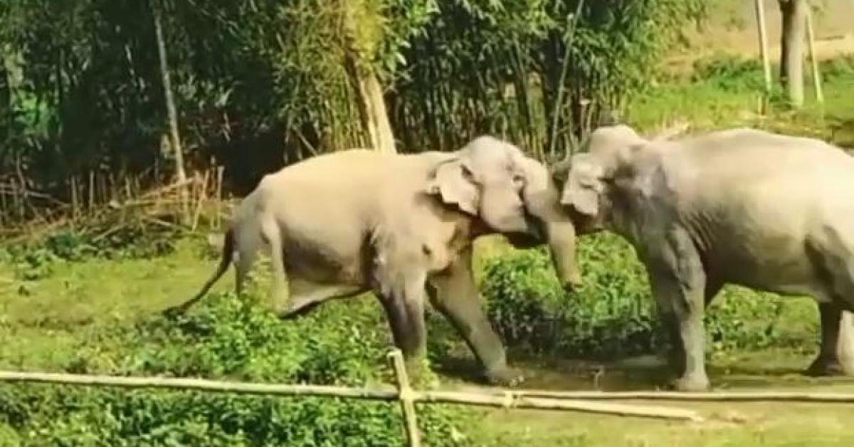 বন্যহস্তীৰ তয়াময়া যুজঁ! আতংকিত গাঁওবাসী