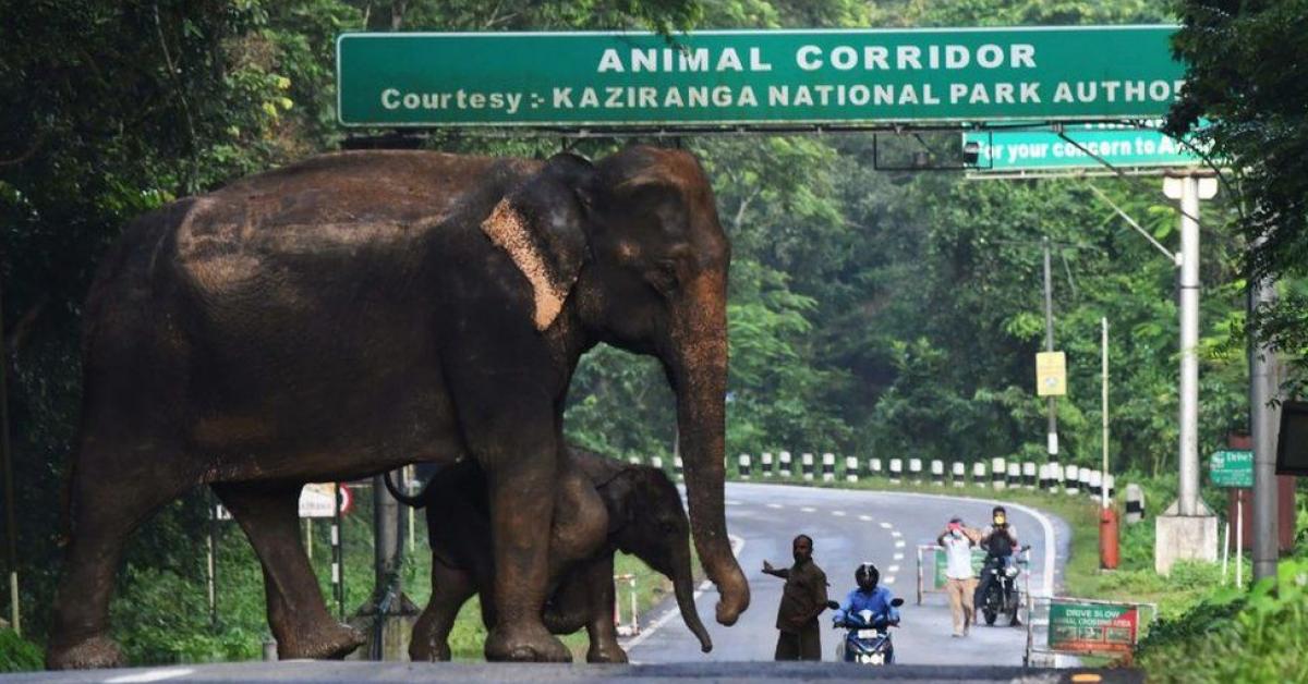 বৃদ্ধি হ'ল কাজিৰঙা ৰাষ্ট্ৰীয় উদ্যানৰ পৰিসৰ