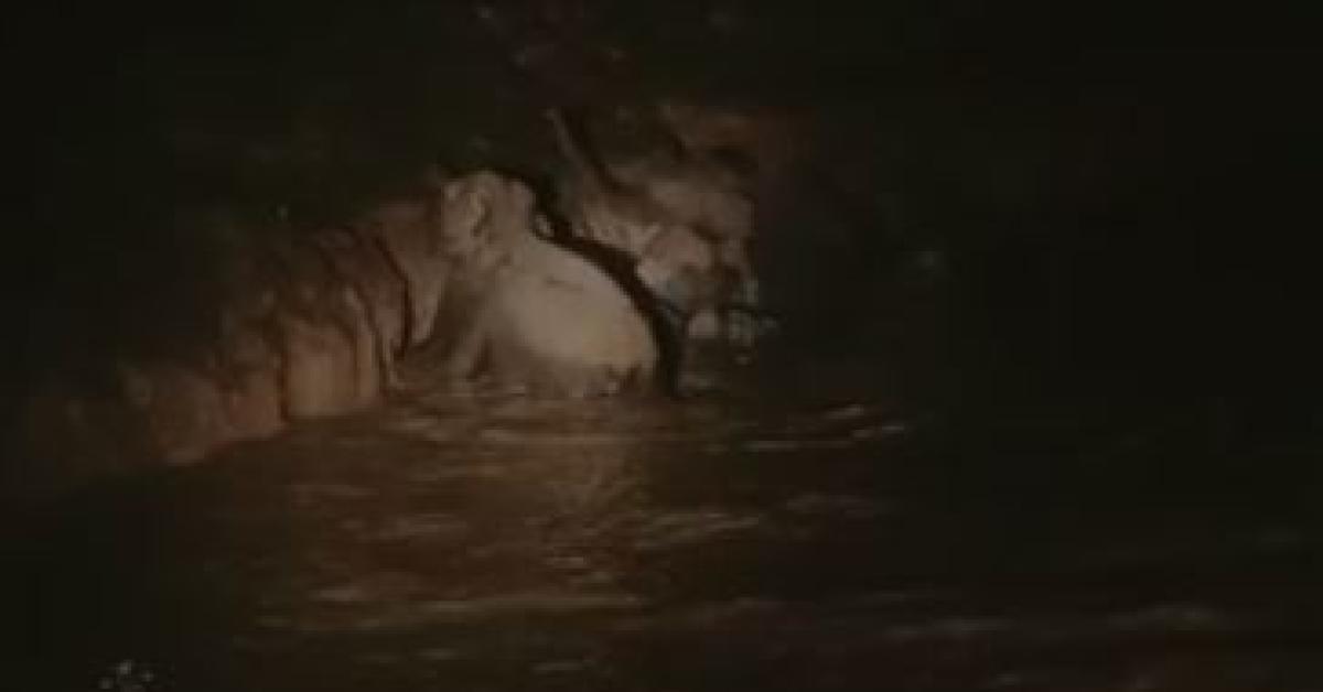 Wild Elephant