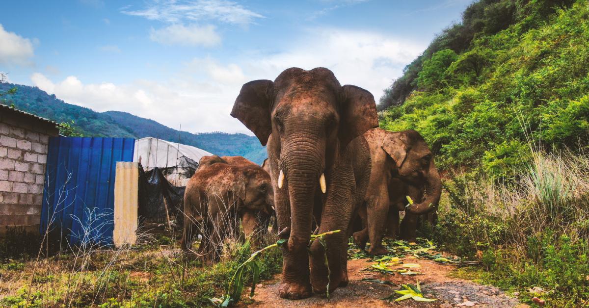 Wild Elephant Attack