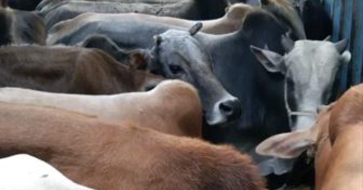 Cattle