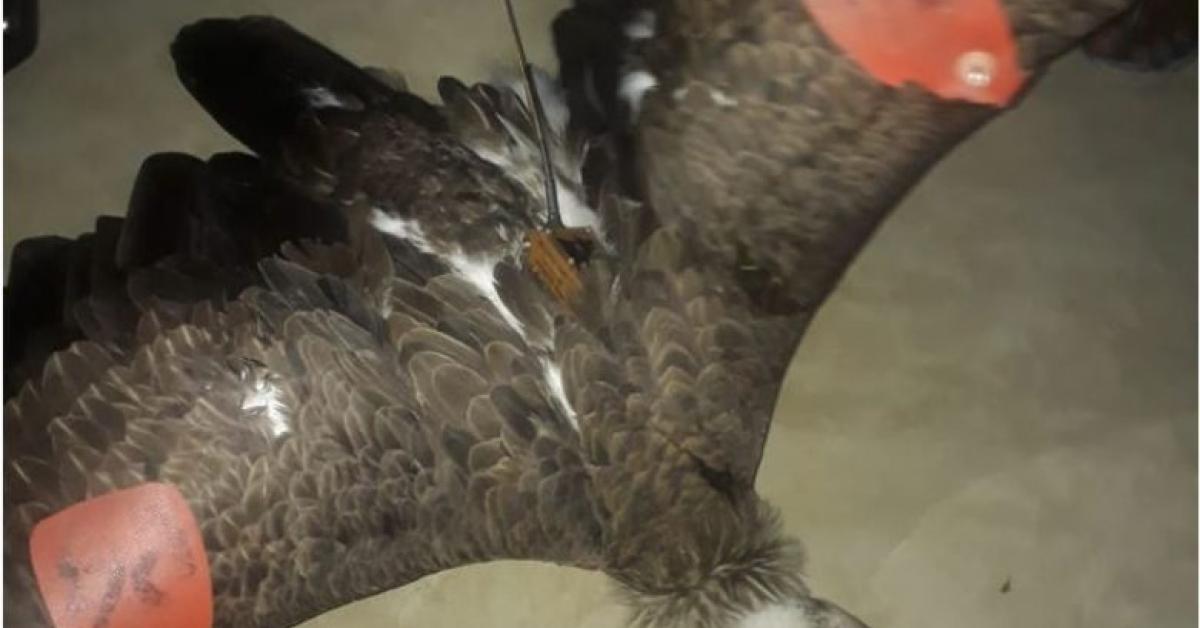 vulture