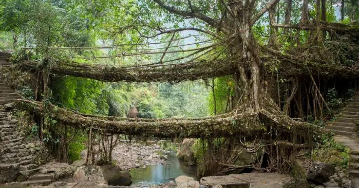 Living Root Bridge