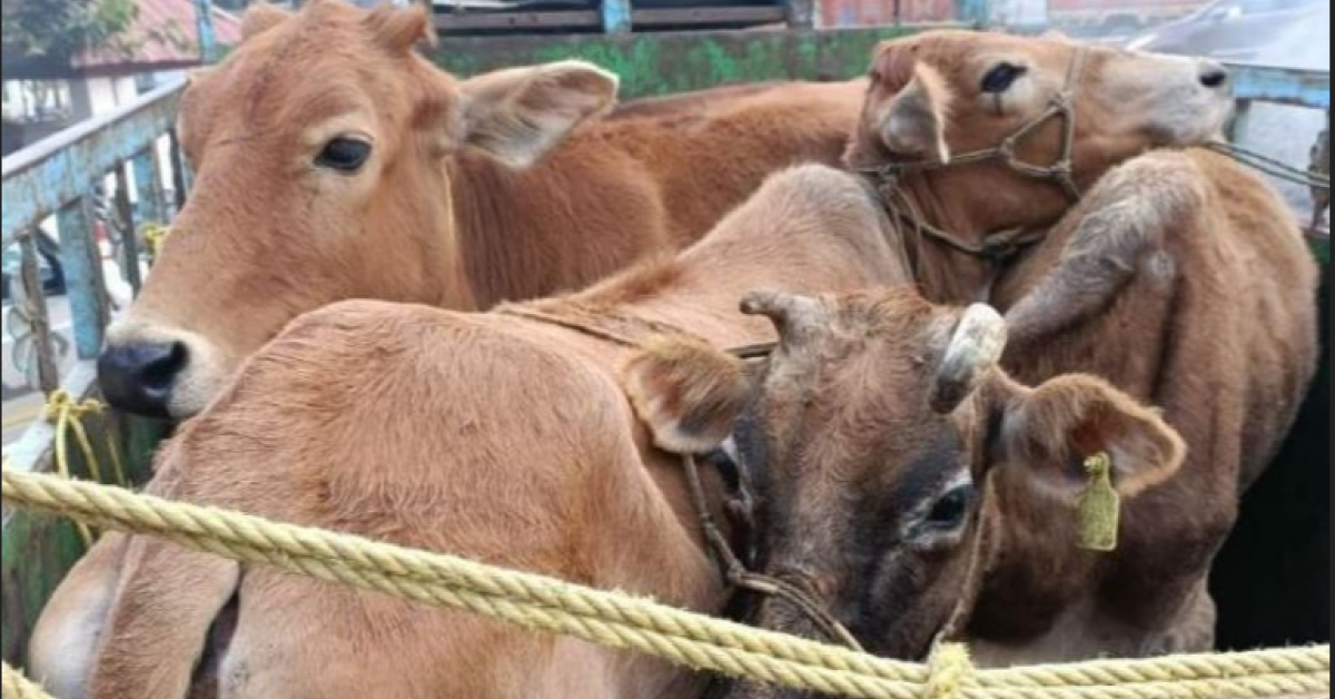 cow mafia