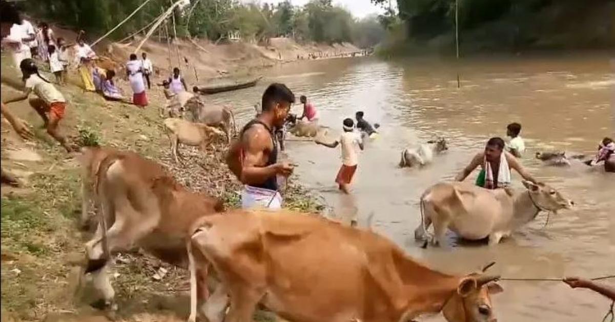 Goru Bihu