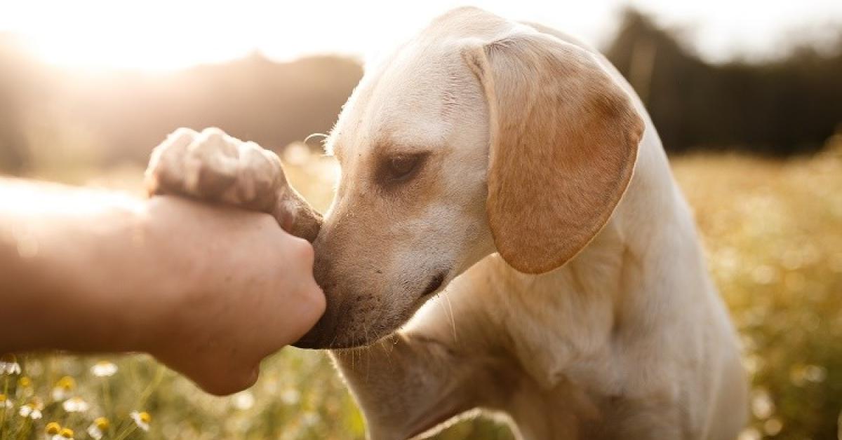 Friendship of Dogs and Humans