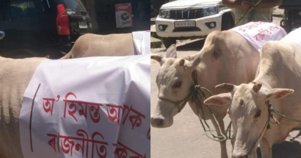 cow