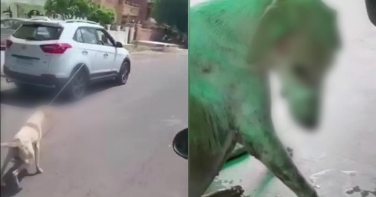 Dog Torture