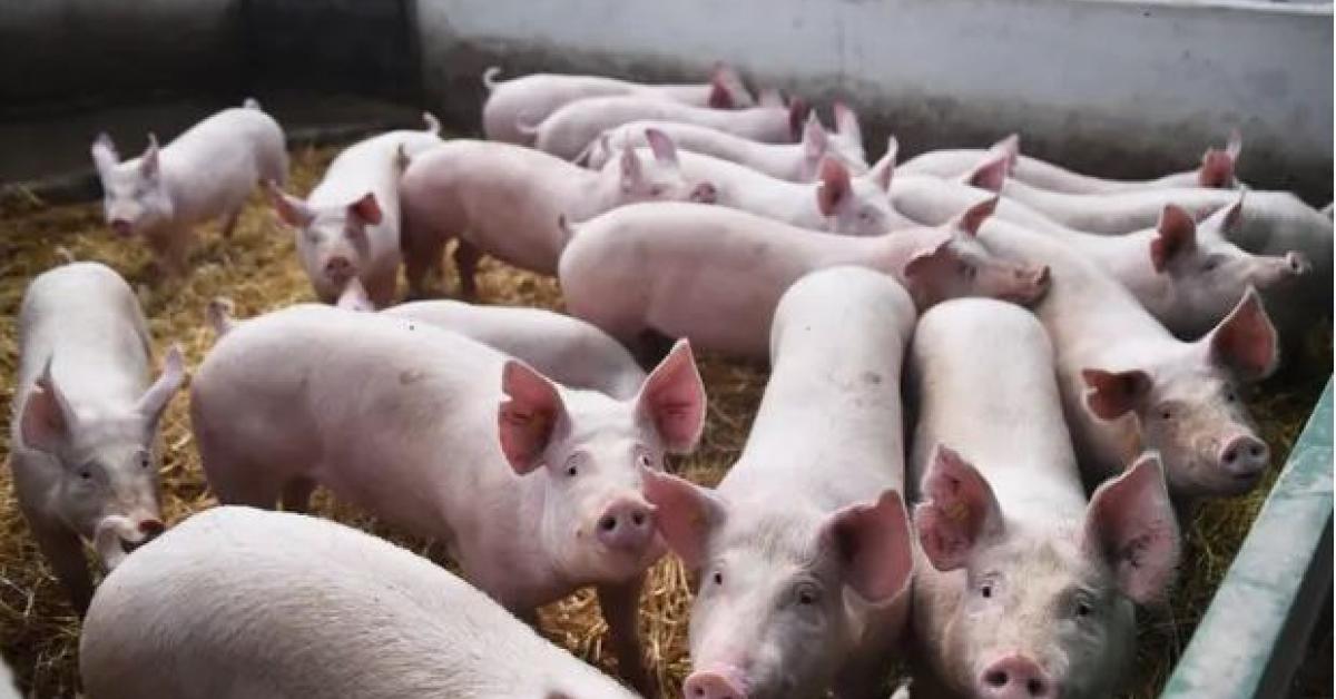 pig disease news