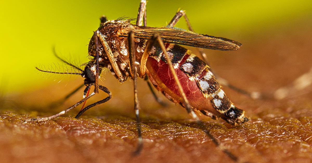 Dengue