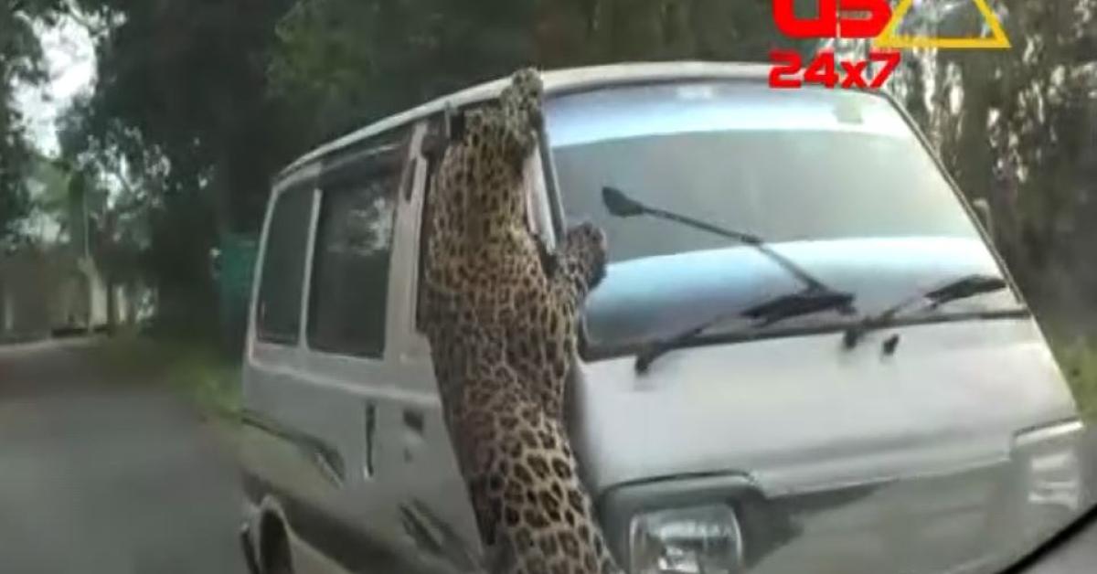 Tiger Attack 